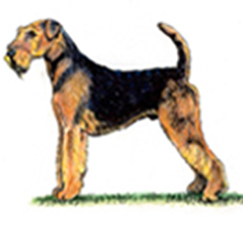 (image for) Airdale Terrier - Click Image to Close